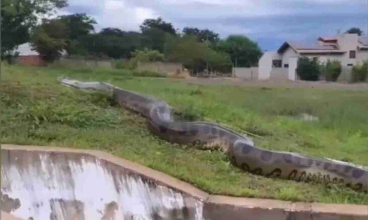 Una Serpiente Sucuri De Casi Metros Pasea Por Una Ciudad En Brasil