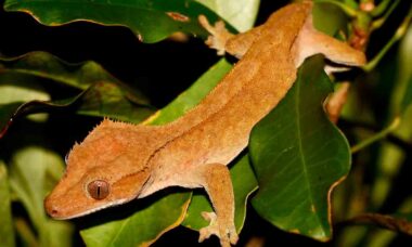 Correlophus ciliatus Foto: Wilkimedia