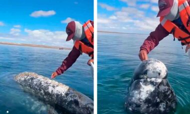 Vídeo emocionante: Baleia pede ajuda de capitão de barco para remover os piolhos que a incomodam. Imagens: Facebook @JeromeEvangelio