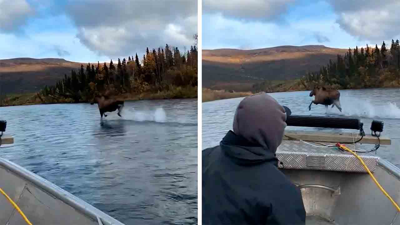 Un élan semble courir sur l'eau d'une rivière dans une vidéo sensationnelle. Photo et vidéo : Tiktok @kristy_234