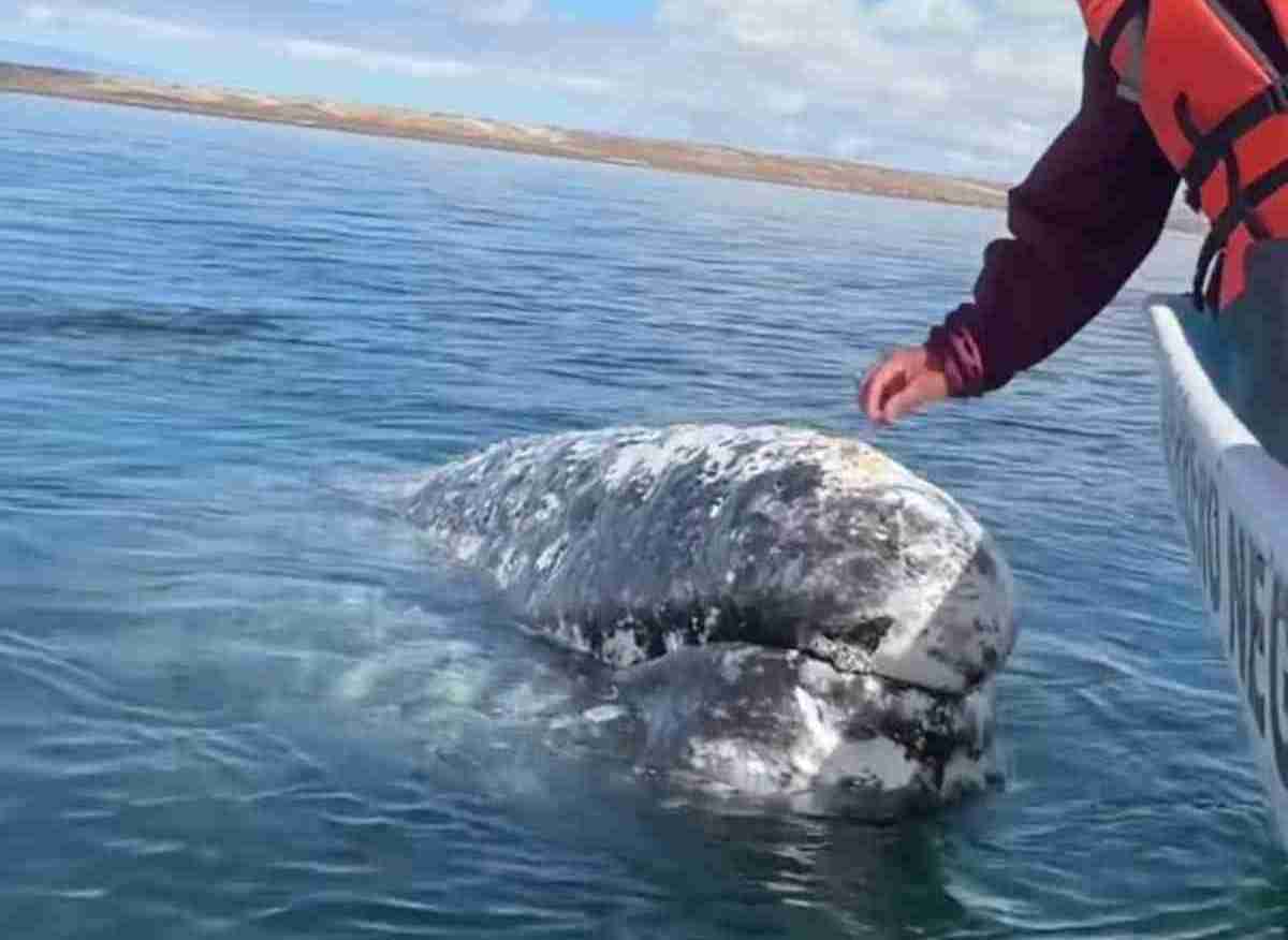 In einem bewegenden Video bittet ein Wal einen Bootskapitän um Hilfe, um die Läuse zu entfernen, die ihn belästigen