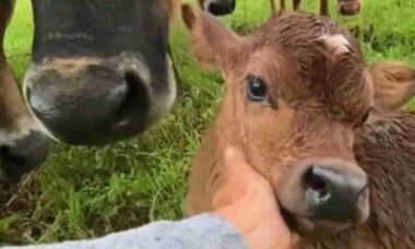 En un conmovedor video, una vaca orgullosamente presenta a su cría recién nacida