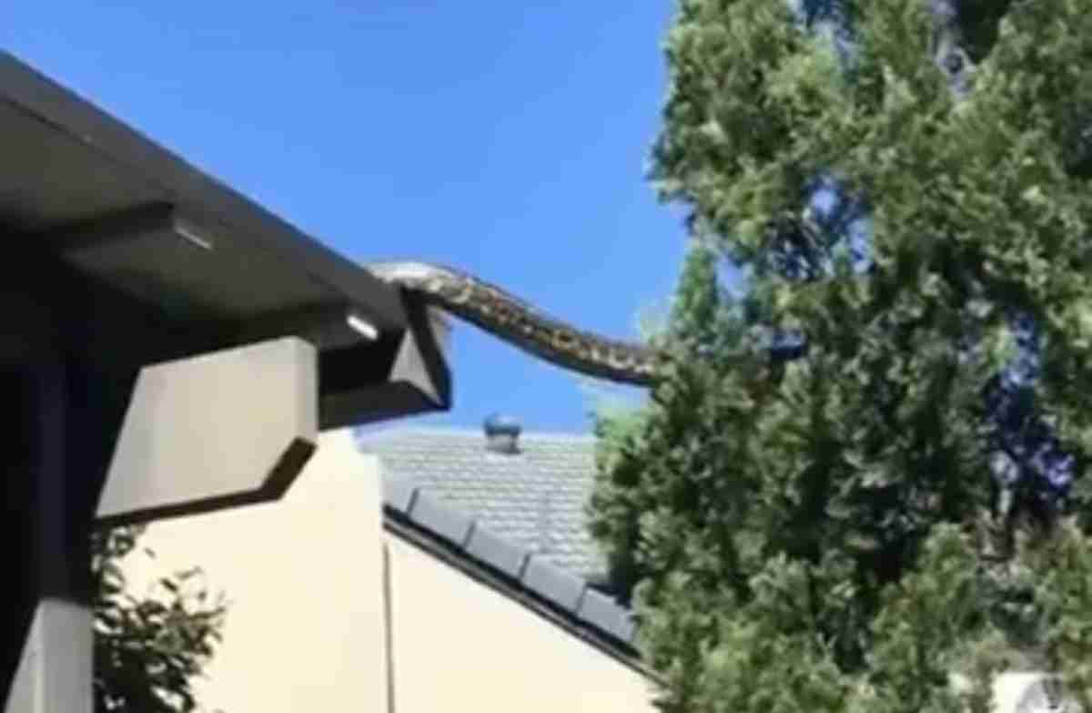 V děsivém videu obrovský pyton vyleze plazící se z střechy domu v Austrálii