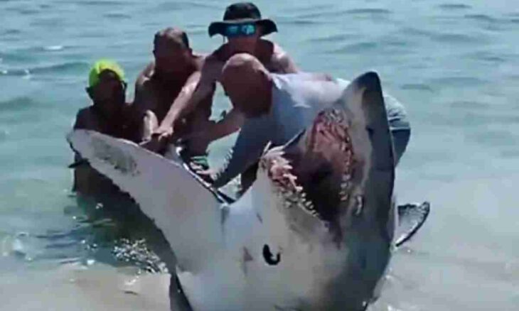 Arquivo de Dove vive lo squalo mako? Tudo do Bem