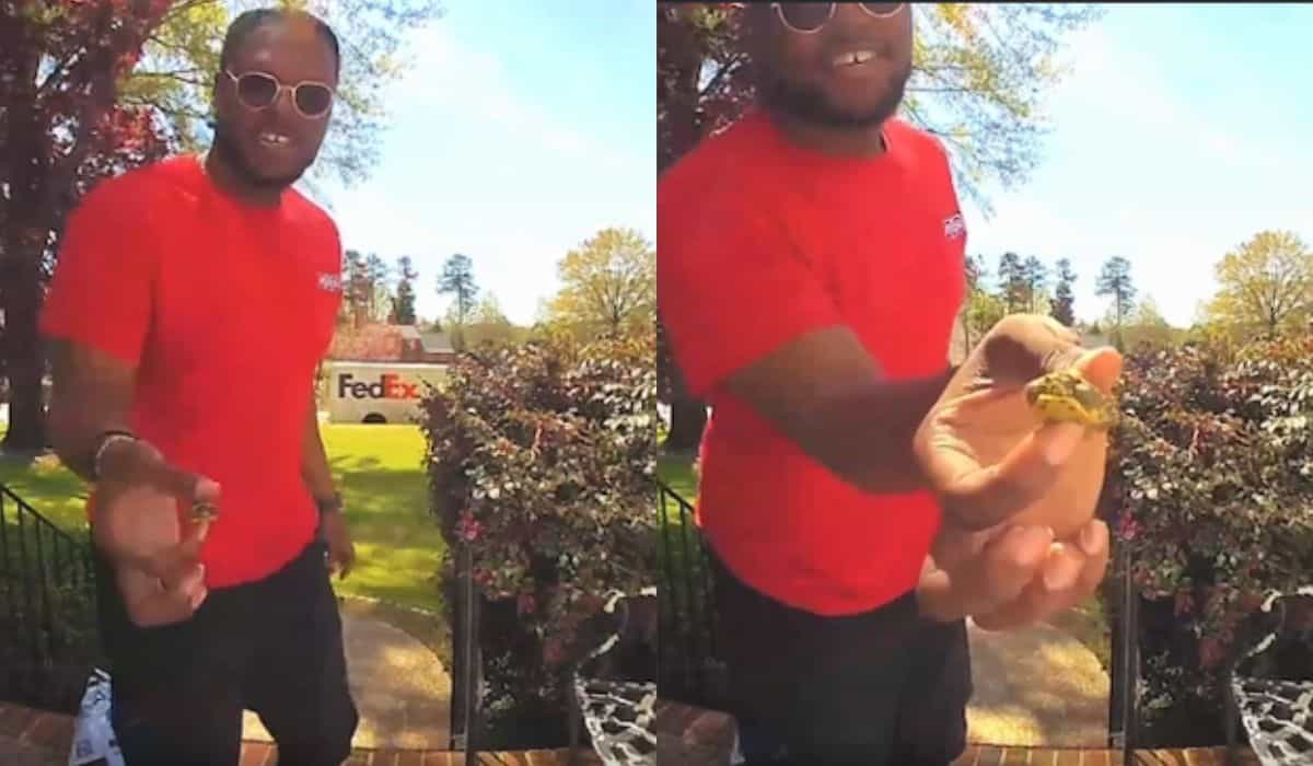 Vídeo fofo: entregador se encanta ao encontrar mini tartaruga