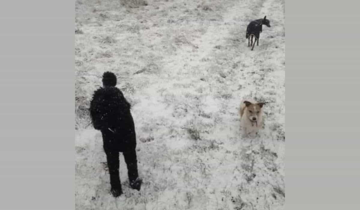 Optikai illúzió: Megtalálod a 3 kutyát ezen a képen?